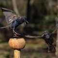 Stare (Sturnus vulgaris) streiten sich