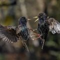 Stare (Sturnus vulgaris) streiten sich