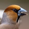 Kernbeißer (Coccothraustes coccothraustes) Männchen