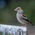 Kernbeißer (Coccothraustes coccothraustes) Weibchen