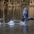 Bläßhuhn (Fulica atra)