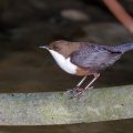Wasseramsel (Cinclus cinclus)