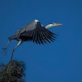 Graureiher (Ardea cinerea)