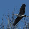 Graureiher (Ardea cinerea)
