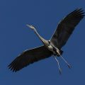 Graureiher (Ardea cinerea)