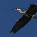 Graureiher (Ardea cinerea)