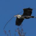 Graureiher (Ardea cinerea)