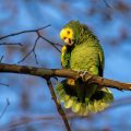 Gelbkopfamazone (Amazona oratrix)