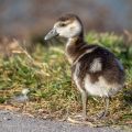 Nilgans (Alopochen aegyptiacus) Jungvogel, Küken