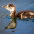 Nilgans (Alopochen aegyptiacus) Jungvogel, Küken