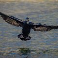 Kormoran (Phalacrocorax carbo)