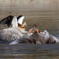 Graugänse (Anser anser) streiten sich