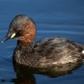 Zwergtaucher (Tachybaptus ruficollis)