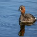 Zwergtaucher (Tachybaptus ruficollis)