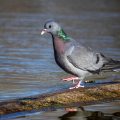 Hohltaube (Columba oenas)