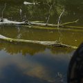 Eisvogel-Location