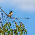 Stieglitz (Carduelis carduelis)