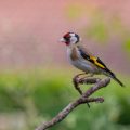 Stieglitz (Carduelis carduelis)