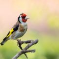 Stieglitz (Carduelis carduelis)