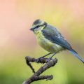 Blaumeise (Cyanistes caeruleus) Jungvogel
