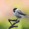 Sumpfmeise (Poecile palustris)
