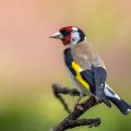 Stieglitz (Carduelis carduelis)