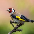 Stieglitz (Carduelis carduelis)