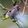 Stieglitz (Carduelis carduelis) Jungvogel