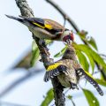 Stieglitz (Carduelis carduelis)