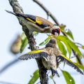 Stieglitz (Carduelis carduelis)