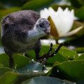 Bläßhuhn (Fulica atra) Jungvogel