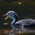 Bläßhuhn (Fulica atra) Jungvogel
