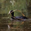 Bläßhuhn (Fulica atra)