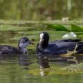 Bläßhuhn (Fulica atra)