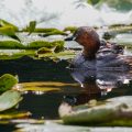 Zwergtaucher (Tachybaptus ruficollis)