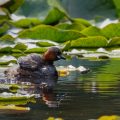 Zwergtaucher (Tachybaptus ruficollis)