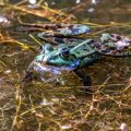 Teichfrosch (Rana esculenta)