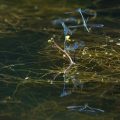 Hufeisen-Azurjungfer (Coenagrion puella) Männchen