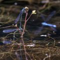 Hufeisen-Azurjungfer (Coenagrion puella) Männchen