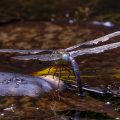Große Königslibelle (Anax imperator) Weibchen bei der Eiablage
