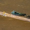 Teichfrosch (Rana esculenta)