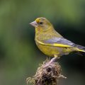 Grünfink (Carduelis chloris) Männchen
