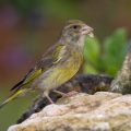 Grünfink (Carduelis chloris)