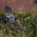 Blaumeise (Cyanistes caeruleus) Jungvogel