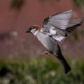 Haussperling (Passer domesticus) Männchen