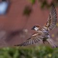 Haussperling (Passer domesticus) Männchen