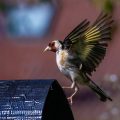 Stieglitz (Carduelis carduelis)