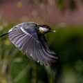 Kohlmeise (parus major) Jugendkleid