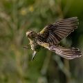 Girlitz (Serinus serinus) Weibchen
