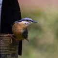 Kleiber (Sitta europaea)